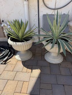 Plant in pot / plants in urn / both for $130 patio full sun plants