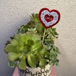 Valentines Gift Succulent Plant