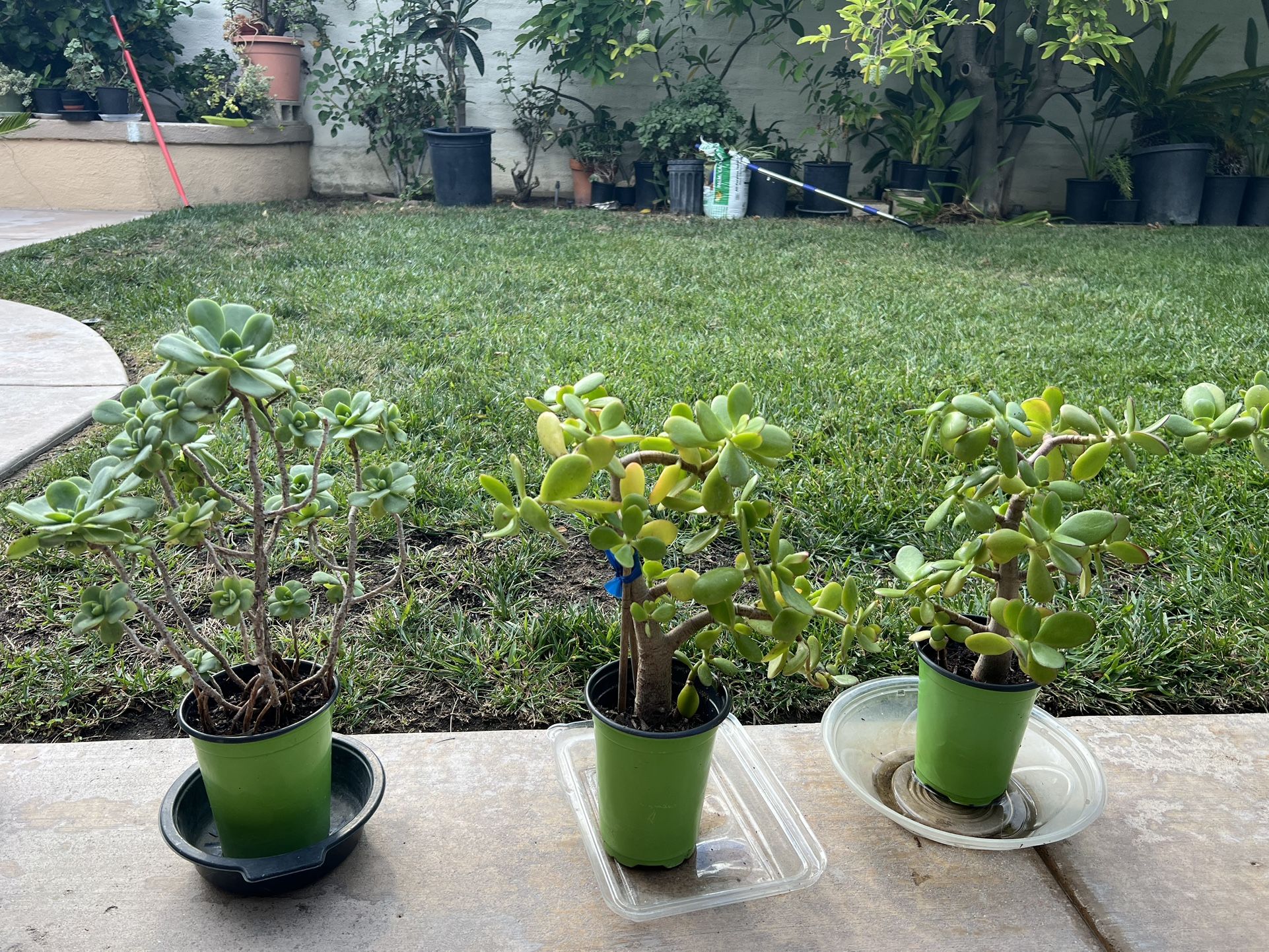 Jade Plant-Money Plant  & Aeonium haworthii $6 Each