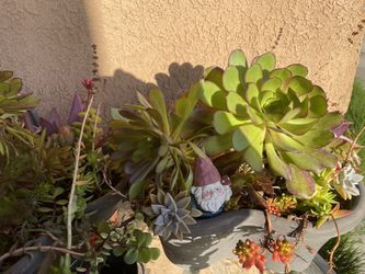2 Beautiful Succulents