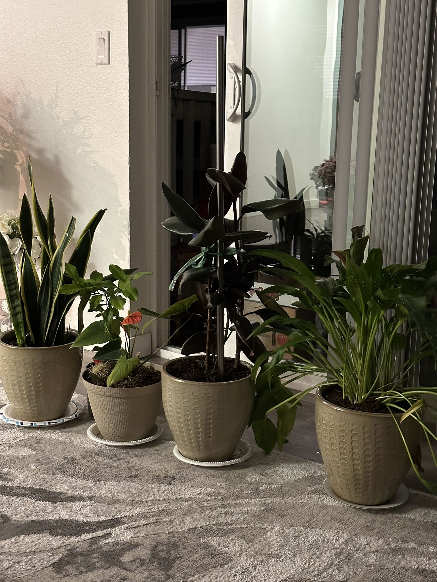 Lemon Plants And Other Plants