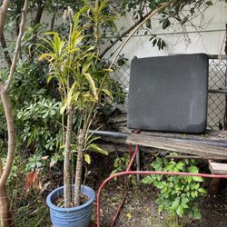 Dracaena Green Tall Plant 6-7 Feet