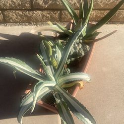 Unusual Cactus and Aloe Plants in 24” Planter Pot