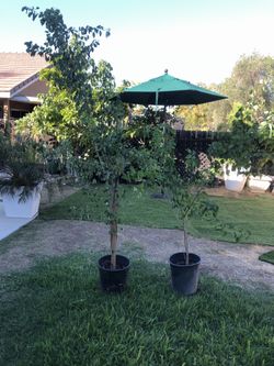 Pinsan/Guamuchil Trees