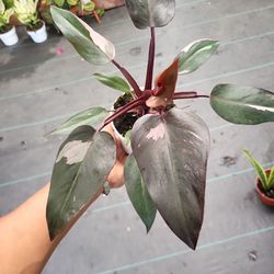 Philodendron Pink Princess In a 4"pot 