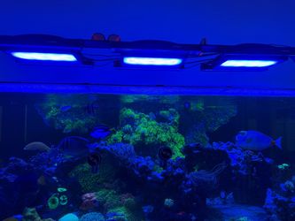 Radion XR30 G5 blue. NO LIVE STOCK