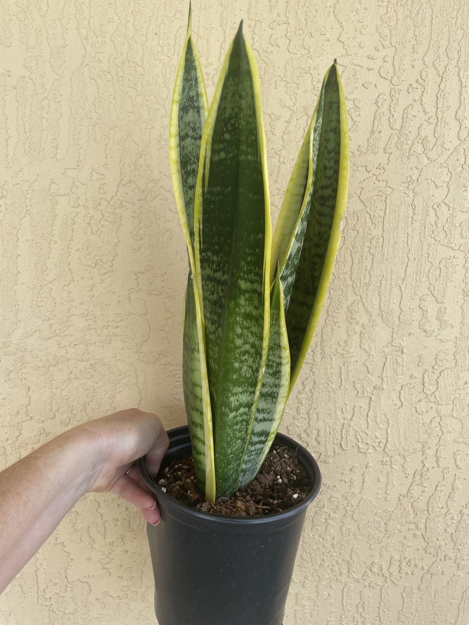 Snake Plant Sansevierias