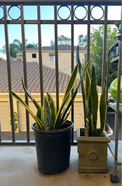Snake plant