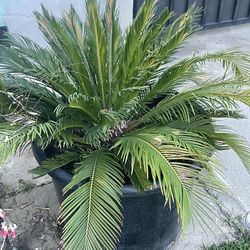 Sago Palm Tree