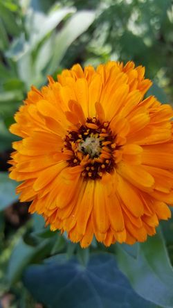 Calendula flower potted in a pot