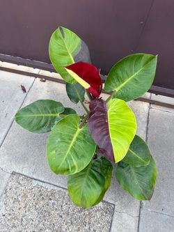 8” philodendron red moon
