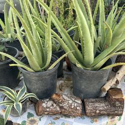 Plants