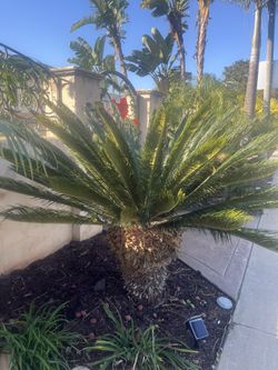 Sago Palms