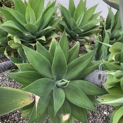 Plant
