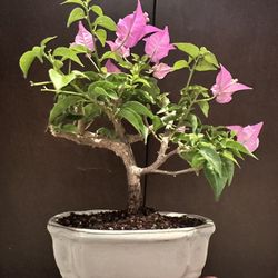 Bonsai Bougainvillea (small)
