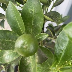 Fruit Trees 