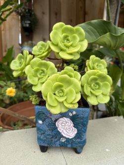 Succulents In pot 