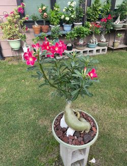 Desert Rose / Rosa De Desierto
