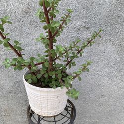 Elephant Bush Plant 