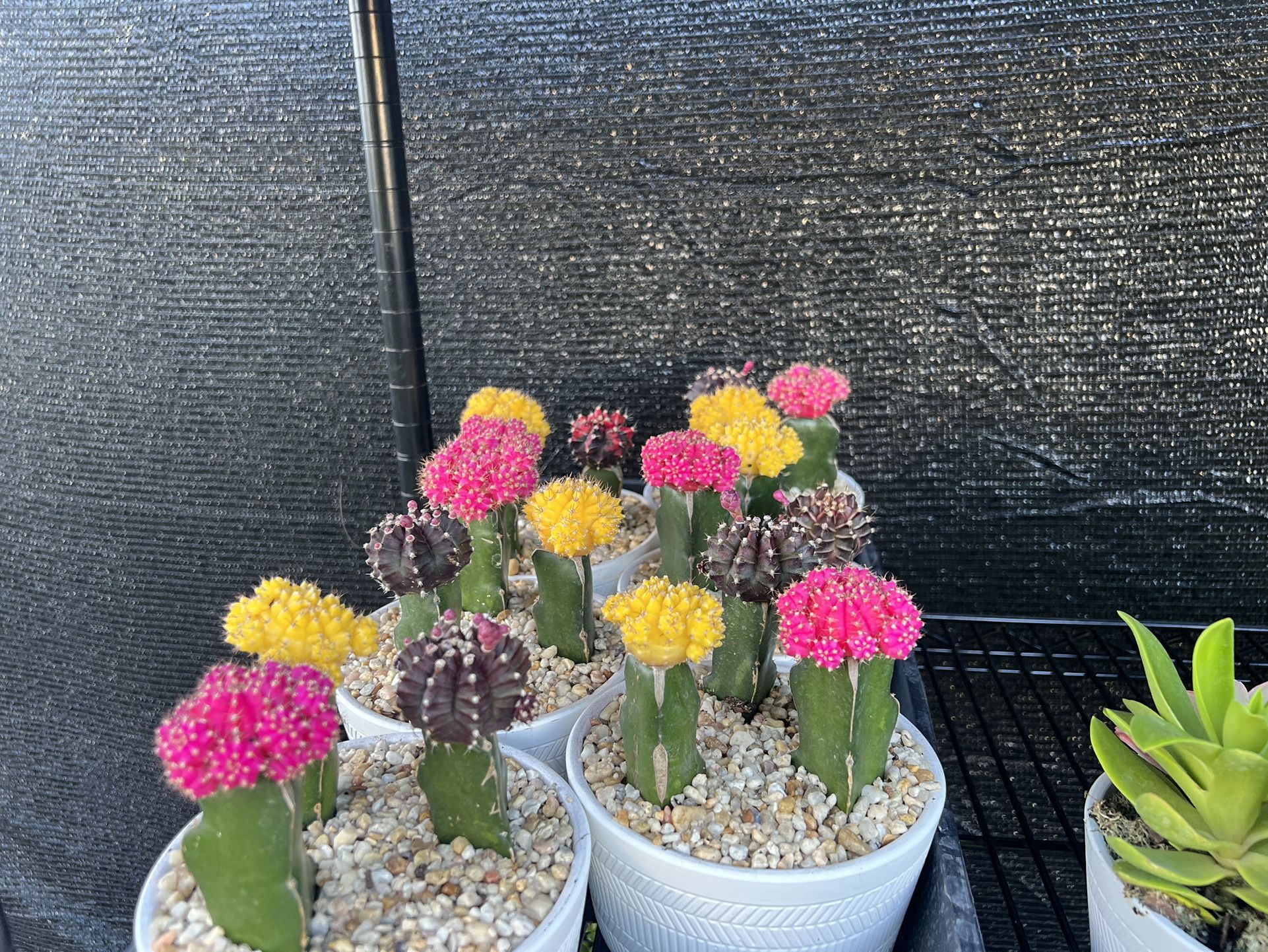 Dish Garden Grafted Cactus & Succulents In 6” Clay Pot. SPECIAL PRICE 🤩