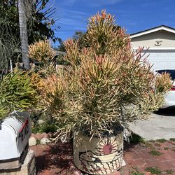 Pencil Cactus-Euphorbia tirucalli-Fast-growing succulent cuts