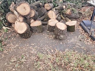 Fresh cut Oak Fire Wood