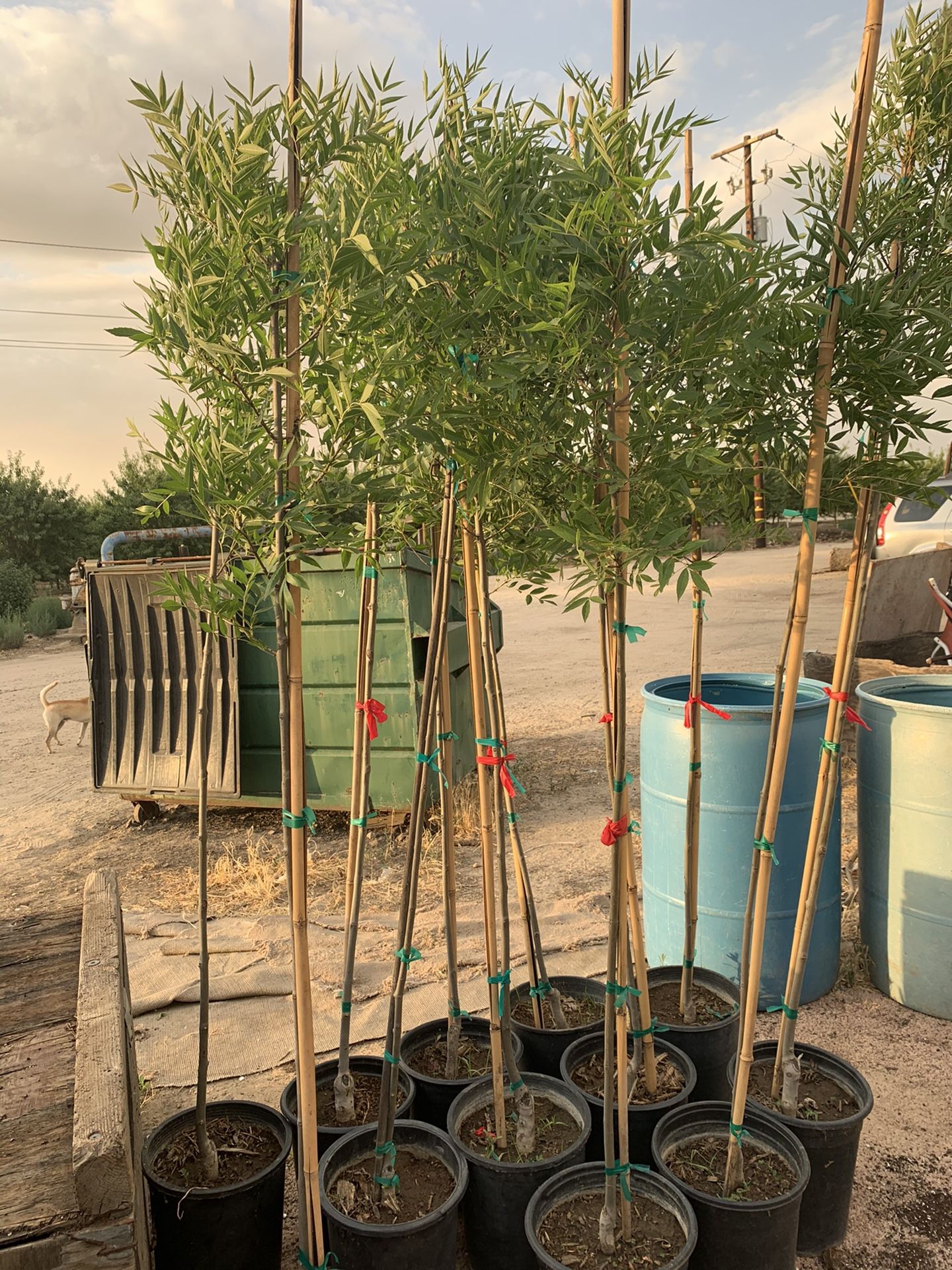 Ray wood ash trees