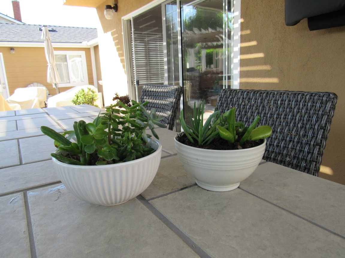 Set Of Beige Print Garden Pots With Succulents