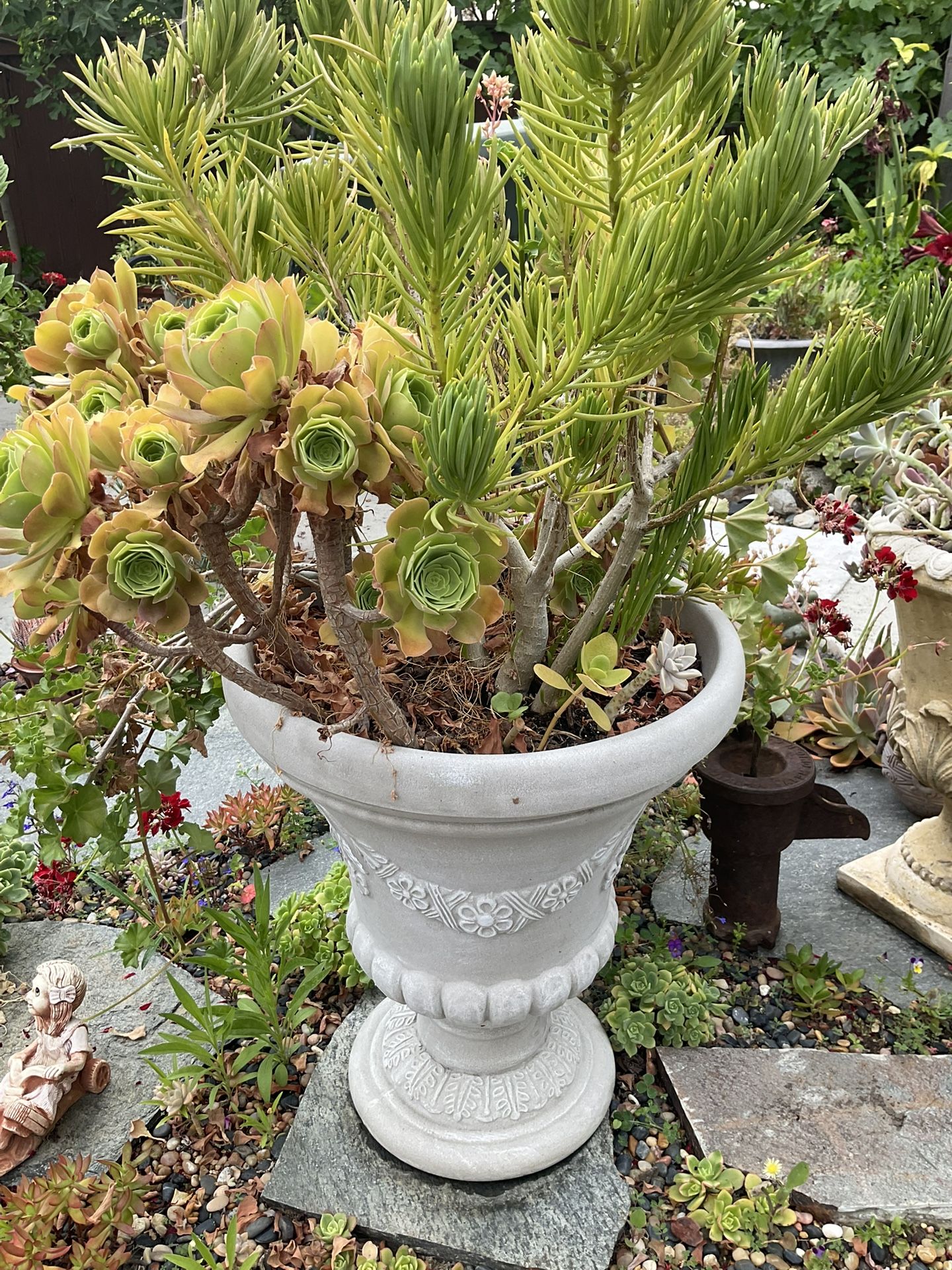 Big Pot With Succulents And Geraniums