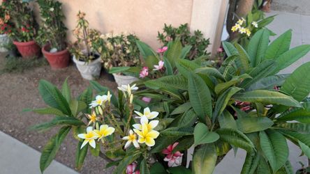 Plumaria Injertada