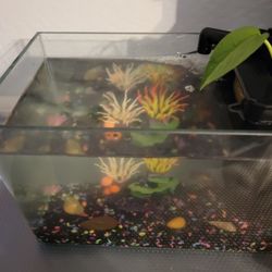 3 Gallon Rimless Fish Tank With Accessories And Everything 