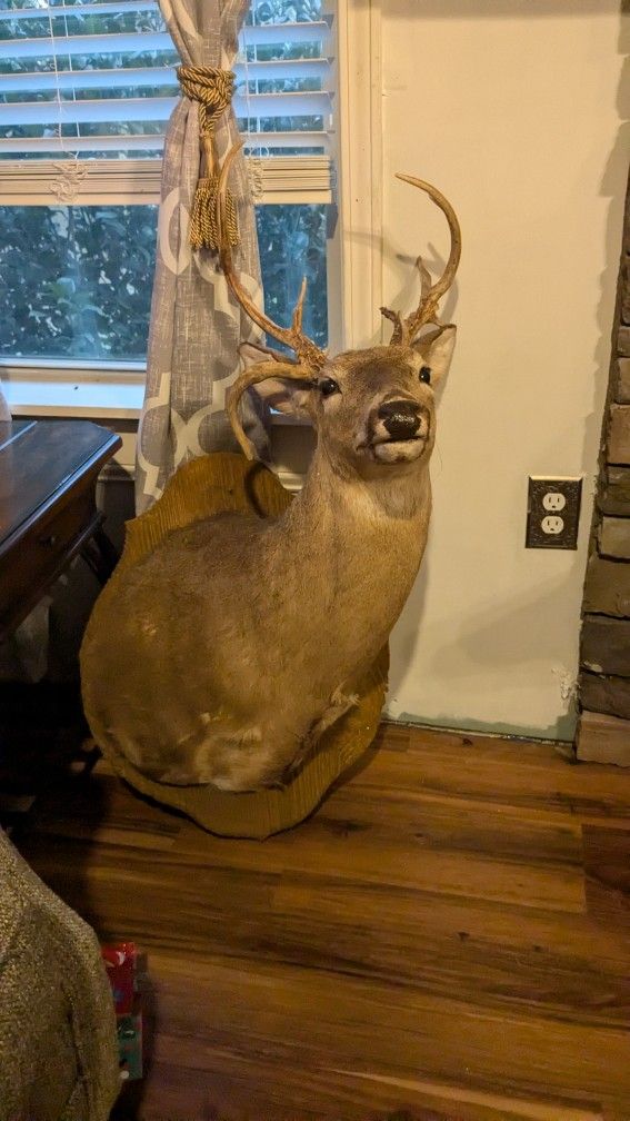 Excellent Condition Well Preserved Stag Shoulder Mounts