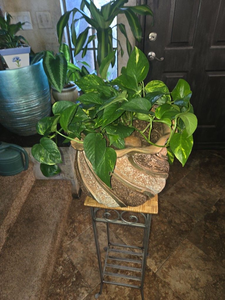 Pothos Plant In 12in Pot With Glazed Stones