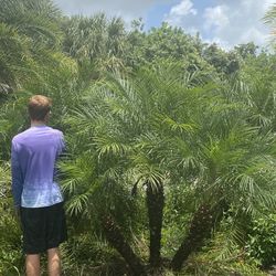 Robillini Palm ( Delivery Included )