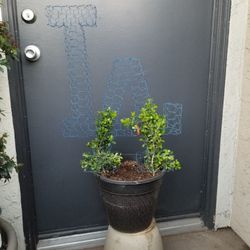 Dodgers LA Topiary Plant - Blue Metal