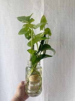 New Plant Parent Trio— 3-in-1 rooted water props