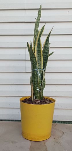 Sansevieria laurenti plant