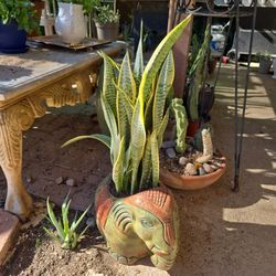 Sansevieria Snake Plant In Adorable 1ft 3in Wide Elephant Pot