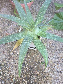 Aloe Vera