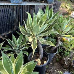 Variegated Agave Attenuata