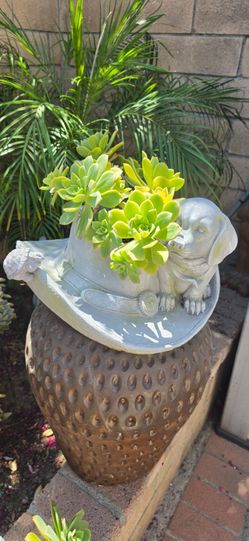 Succulent arrangement only