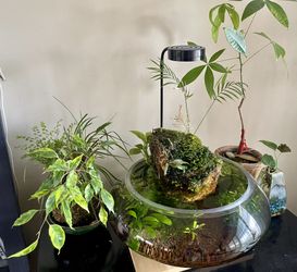 Ferns, Ficus, Air Plants And More