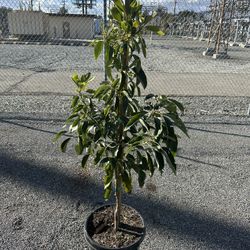 Hass Avocado Tree
