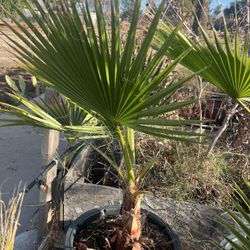 Washingtonian  Palm - Plant - Trees (25 Dollars Each)