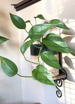 Golden Pothos  House Plant In Textured Ceramic Pot 5.5"H.