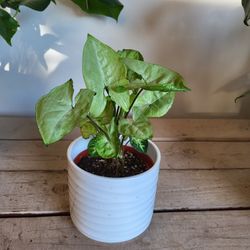 Green Syngonium Plant 6" Ceramic Pot