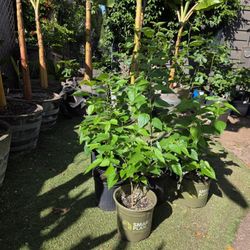 Mulberry Tree 1.5 -3 foot