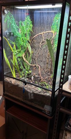 (need gone asap!!) Bioactive Crested Gecko Enclosure