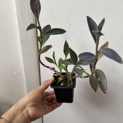 I Don’t Reply To !Hi,Is This Still Available ‼️Read The Description ⬇️  Tradescantia Purple Heart Plant 
