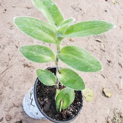 Tradescantia Lanosa Plant 